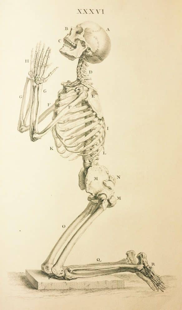 human skeleton praying to God hand drawn or sketched on paper or parchment with charcoal or graphite in juxtaposition of a typical anatomy study done by a student of fine arts for figure drawing