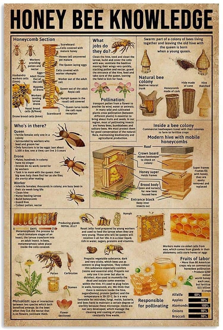 Honey Bee Knowledge  ⏣  Honeybees ⎔ Honeycomb ⎔ Apiary ⎔ Pollination ⎔ Beehive ⎔ Beekeeping  ⏣  Illustrated Information Image  ⏣  #honeybee #honey #beekeeping #bees #pollinators #infographic #information #beehive #apiary #honeycomb 